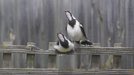 Urraca-alondra-Mudlark-Juveniles-Encaramados-En-El-Enrejado-De-La-Cerca-Que-Se-Extiende-Abriendo-Las-Alas-Australia-Maffra-Gippsland-Victoria-Cámara-Lenta