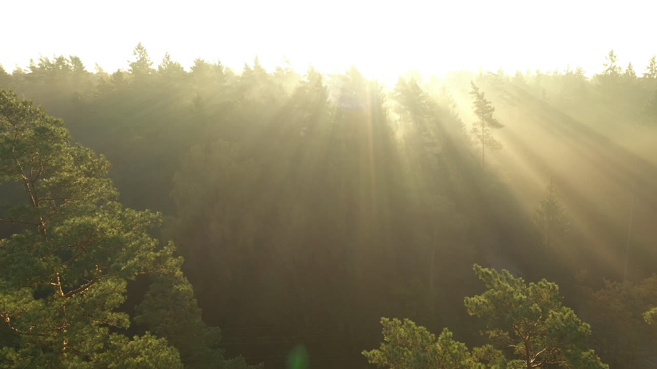 vista aérea de drones del bosque temprano en la mañana