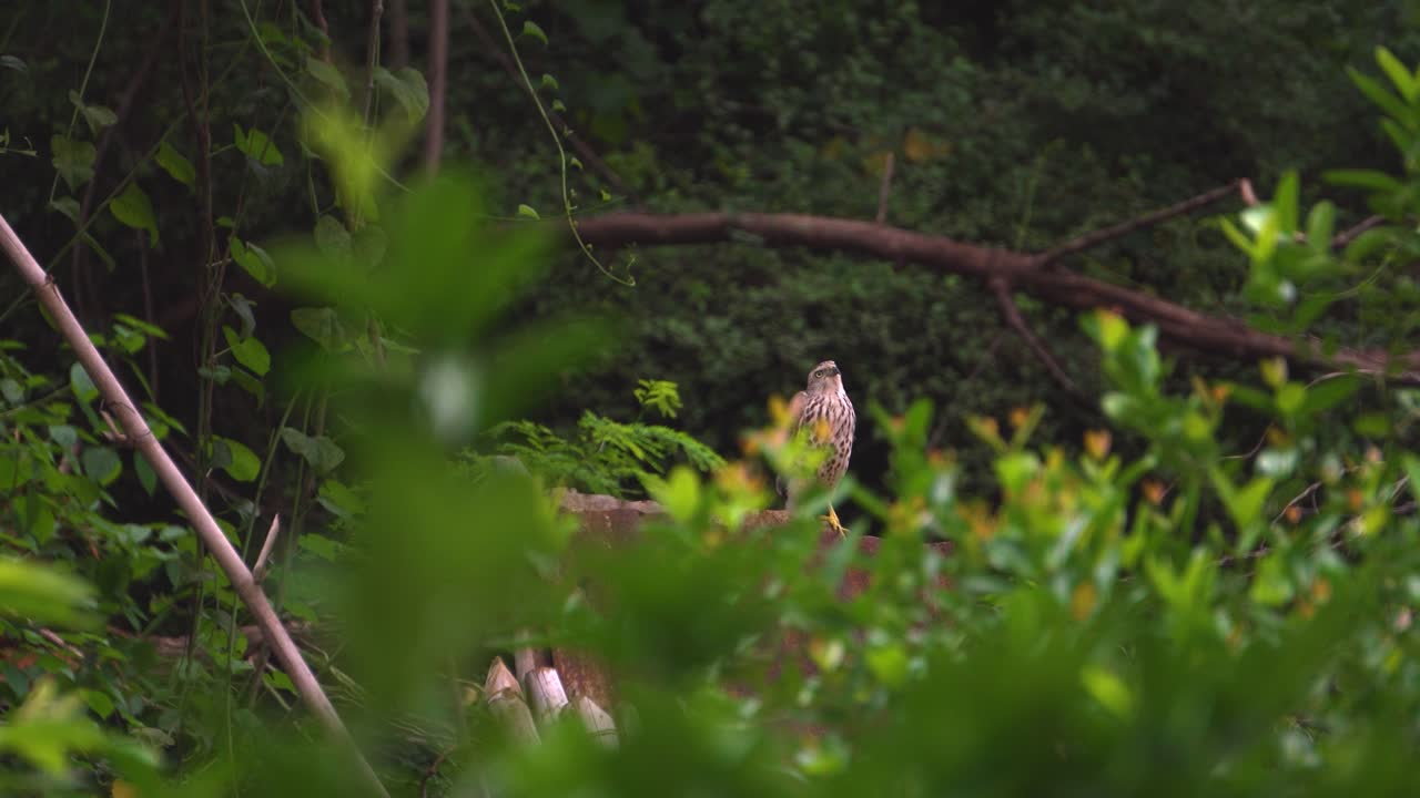 Shikra o Accipiter badius che riposa su un muro nella foresta urbana di Gwalior, India.
