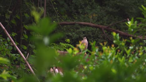 shikra or accipiter badius resting on a wall in urban forest of gwalior india