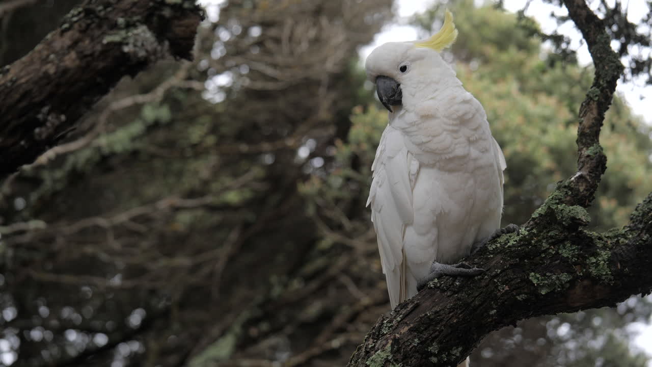cacatúa con cresta de azufre en cámara lenta sentada en la rama del árbol moonah