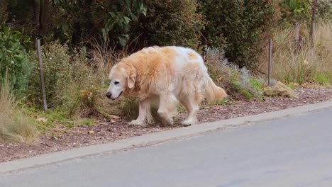 golden retriever walking along a roadside path