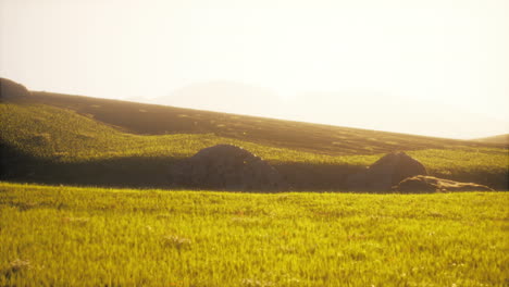 beautiful sunset over a grassy field