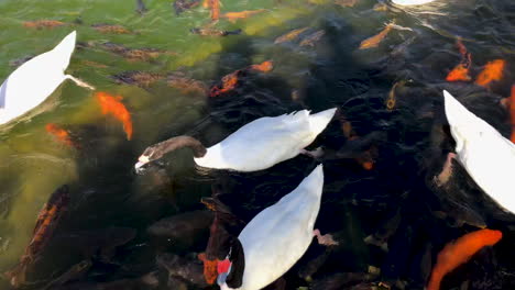 Swans-swimming-in-pond