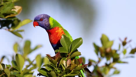 lorikeet colorido posado en una rama de hojas