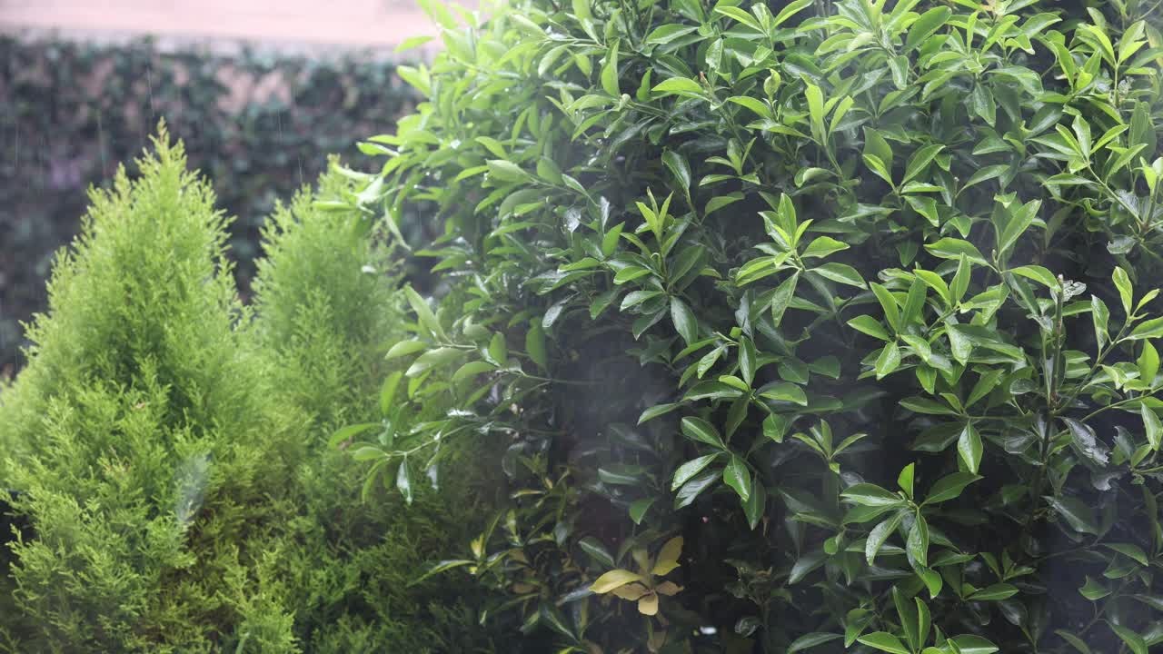 lluvia cayendo en las plantas del jardín, 50 fps