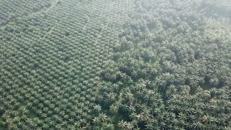 Fly-over-oil-palm-plantation-at-Malaysia,-Southeast-Asia.