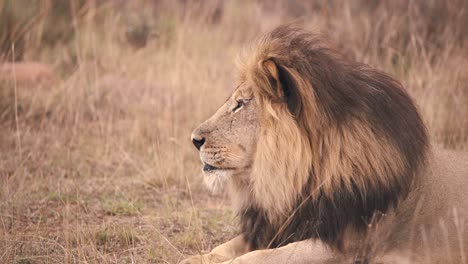 Perfil-De-León-Macho-Con-Melena-Oscura-Tumbado-En-La-Hierba-De-La-Sabana-Africana