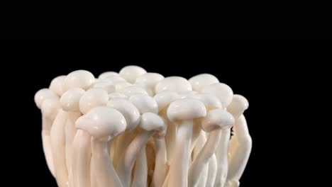cluster of fresh enoki mushrooms slowly rotating against a seamless black background, captured in high-resolution with soft, even studio lighting and smooth camera movement
