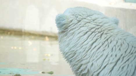 polar bear terrestrial carnivore with fur standing 4k 2025 08 04 08 41 01 utc.mov | animal, arctic, bear, beneath