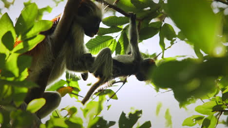 Madre-Mono-Colobo-Rojo-Aseo-Infantil,-Zanzíbar,-Tanzania,-Zoom-De-ángulo-Bajo