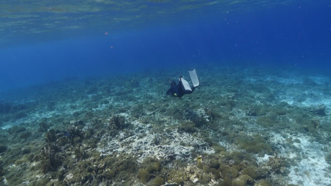 Free diver swimming in coral reef of Caribbean Sea around Curacao