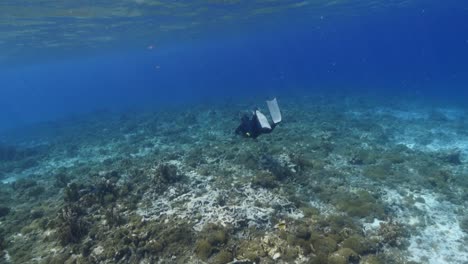 buzo libre nadando en el arrecife de coral del mar caribe alrededor de curacao