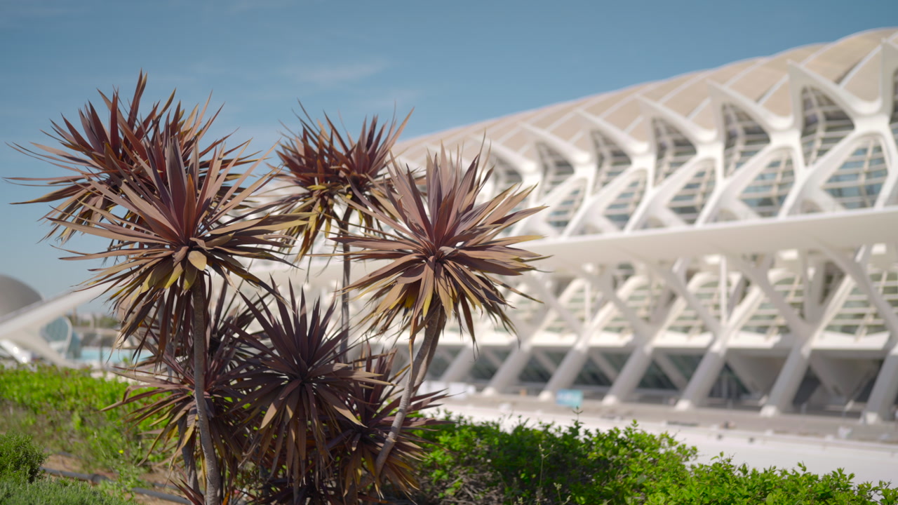 Spiky Palm By Futuristic Museum Facade, Clear Sky And Bright Sunlight Illuminate White Lattice Structure, Low