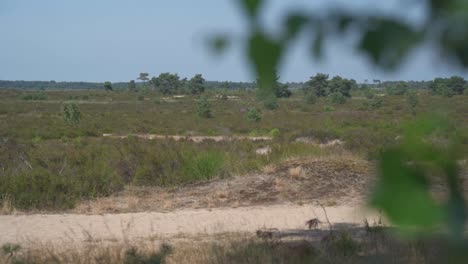 Handheld-Truck-pan-from-behind-leafy-foliage,-revealing-an-arid-grassland-plain