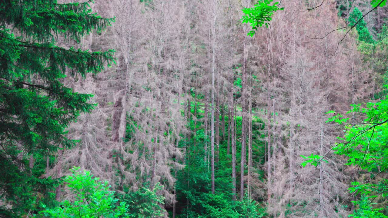 Part of a forest with trees infested by bark beetles in the Passeier Valley, South Tyrol, Italy