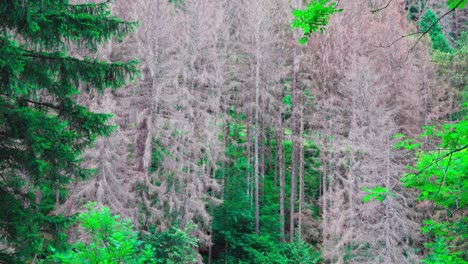 part of a forest with trees infested by bark beetles in the passeier valley, south tyrol, italy