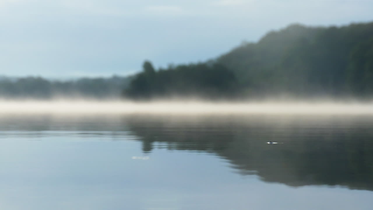 앉아있는 물 스트라이더 곤충의 slowmotion 샷