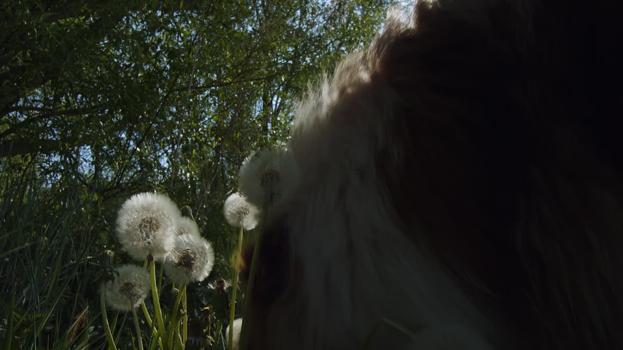 오스트레일리아 셰퍼드가 민들레 꽃 냄새를 맡고 날려 버립니다.