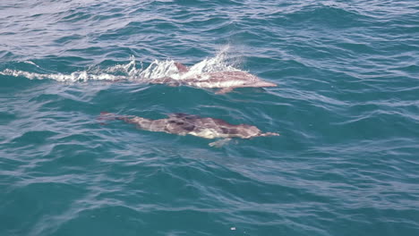 Two-dolphins-swimming-side-by-side-as-one-jumps-out-of-water,-Slow-Motion