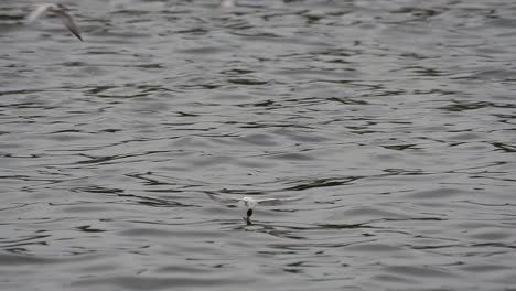 Terns-and-Gulls-Skimming-for-Food-are-migratory-seabirds-to-Thailand,-flying-around-in-circles,-taking-turns-to-skim-for-food-floating-on-the-sea-at-Bangpu-Recreational-Center-wharf