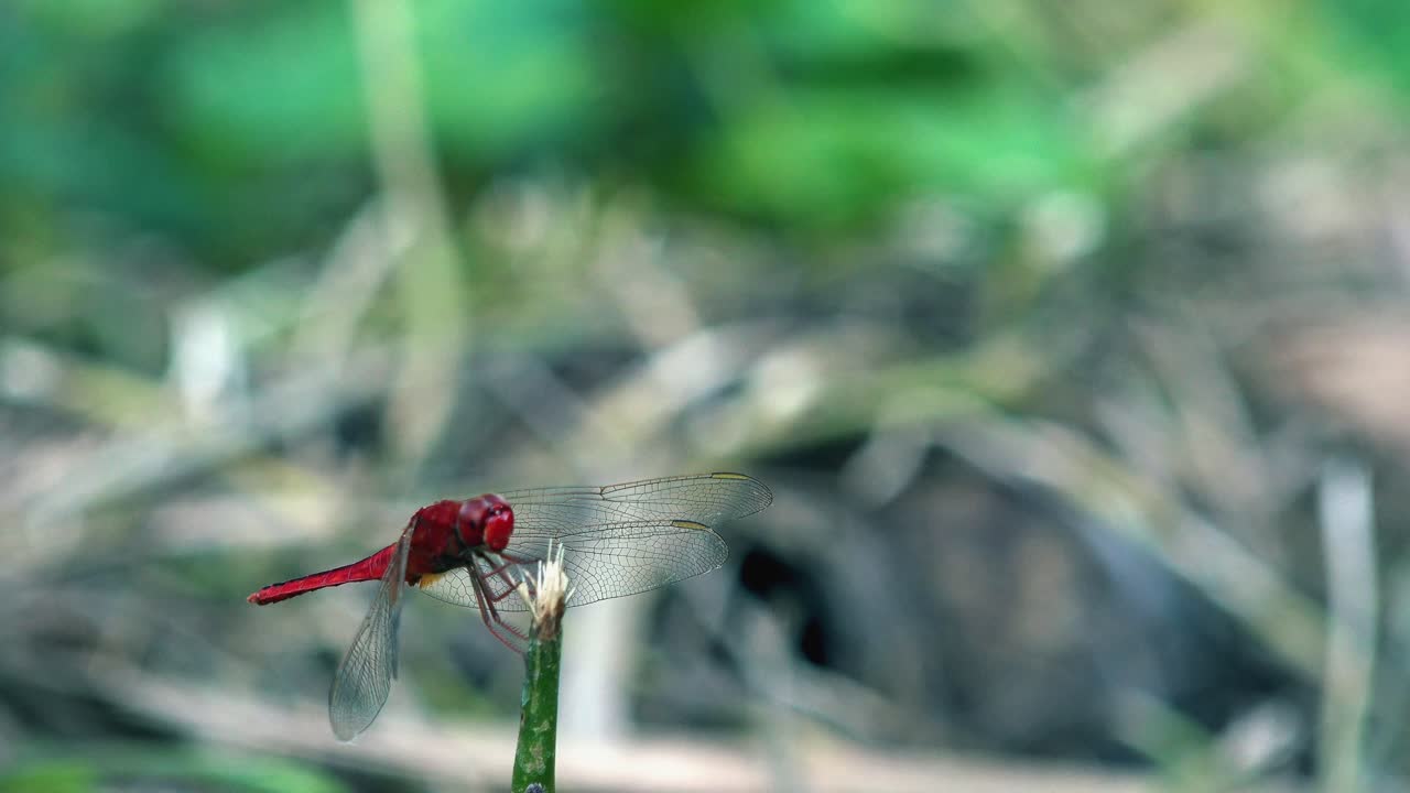 libélula roja descansando sobre un palo