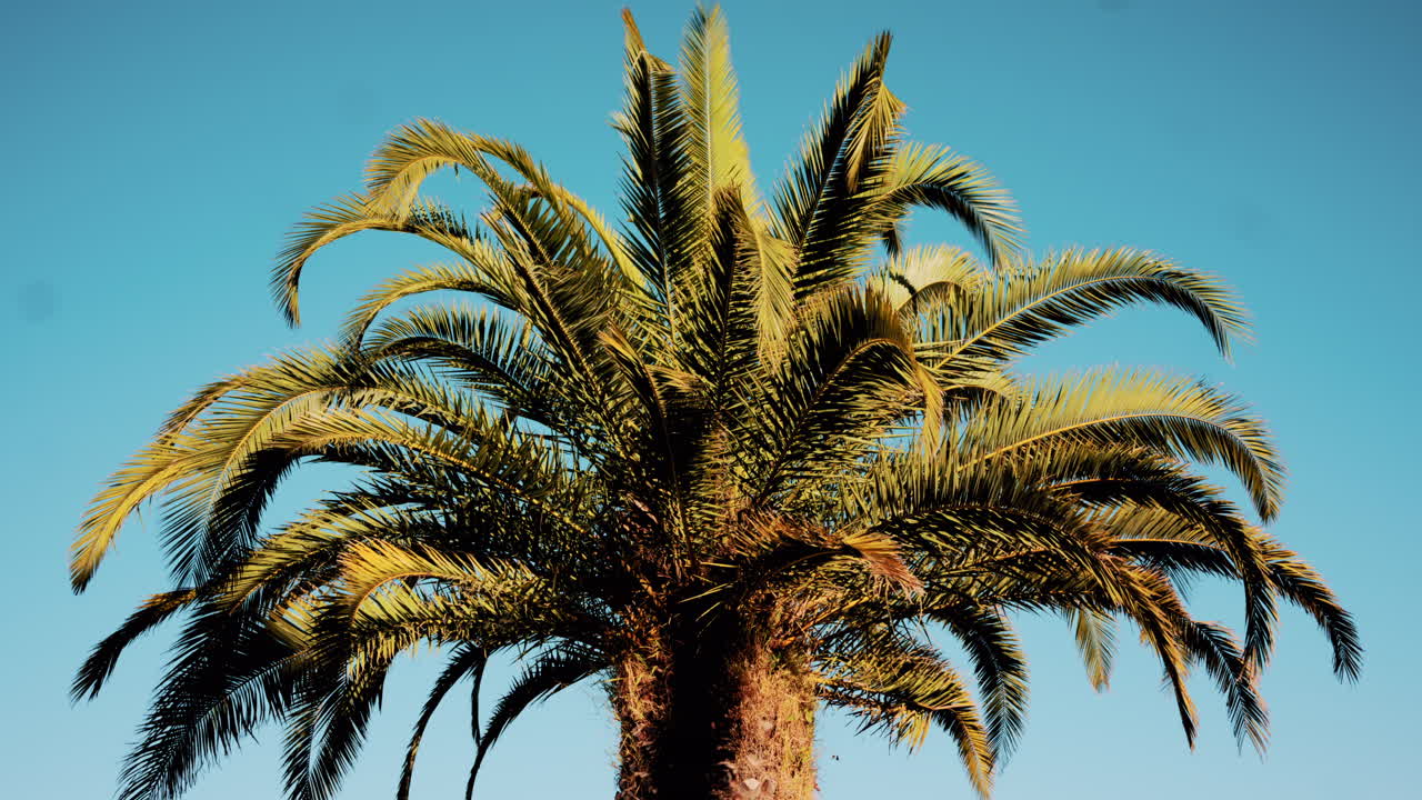 Close ip of fresh green palm leaves swaying gently in daylight