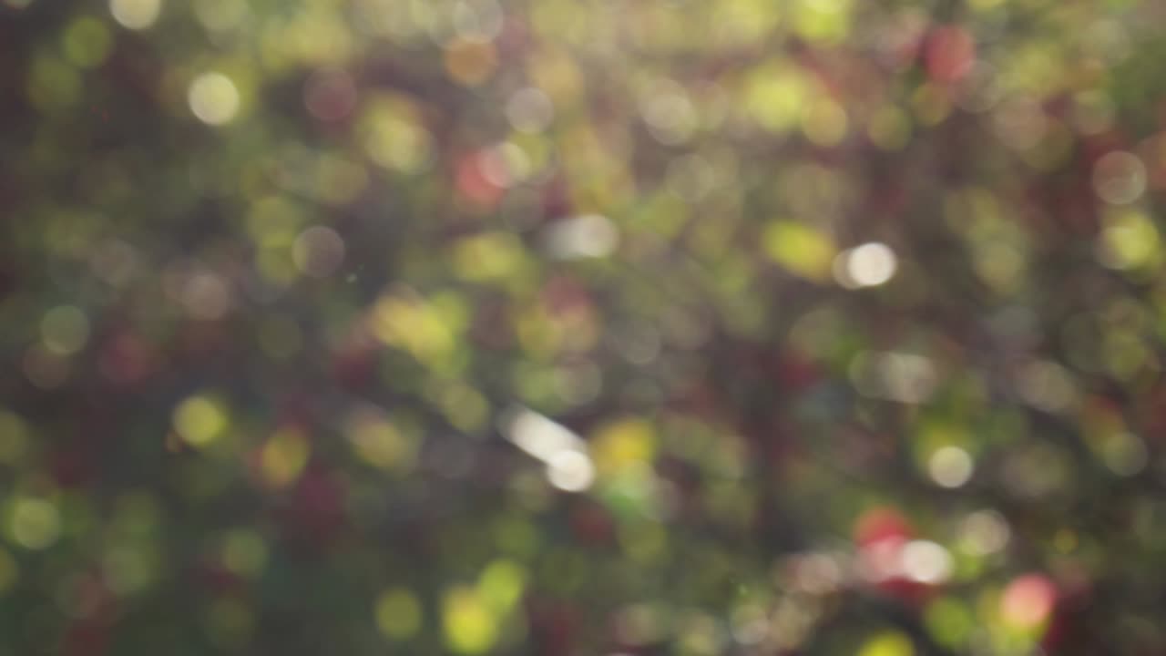 fondo de movimiento de bokeh de bosque abstracto