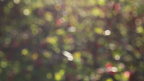 abstract forest bokeh motion background