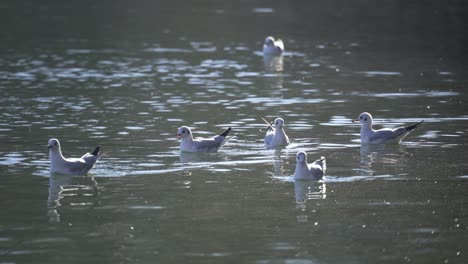 Möwen-Auf-Einem-Stadtpark-An-Einem-Kalten-Herbsttag