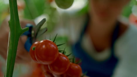 granjero cortando ramas de tomate de cerca en el concepto de invernadero ecológico moderno