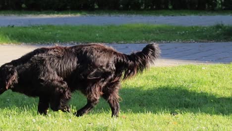 A-dark-colored-dog-walking-on-the-grass-near-the-pedestrian-pathway-on-a-sunny-day-in-Batumi,-Georgia,-illustrating-the-concept-of-urban-pet-life-and-outdoor-activity