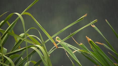 Arecaceae-palm-tree-leaves-swaying-with-background-bokeh-blur-and-falling-rain-drops