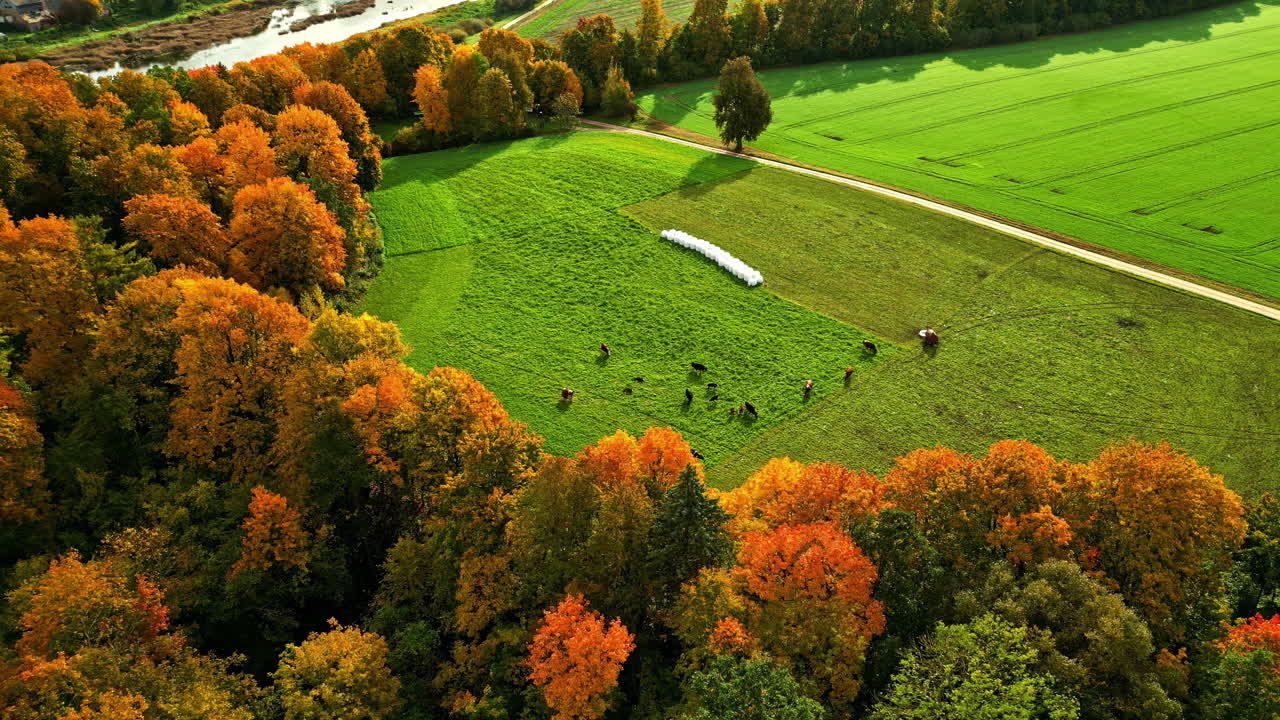 Autumnal scene with farm animals grazing amidst colorful fall foliage, peaceful seasonal landscape