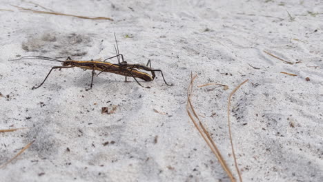 A-male-and-female-pair-of-southern-two-striped-walking-stick-insects,-or-scientifically-called-Anisomorpha-buprestoides,-walking-on-top-of-white-sand-in-Central-Florida