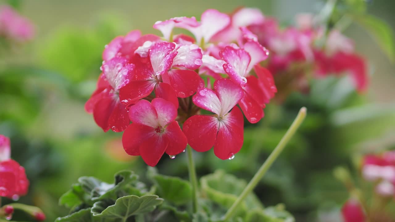 primer plano de flores de pelargonium con gotas de agua sobre pétalos y flores