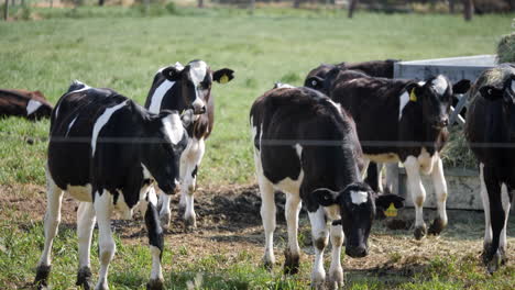 cows in a lush green paddock