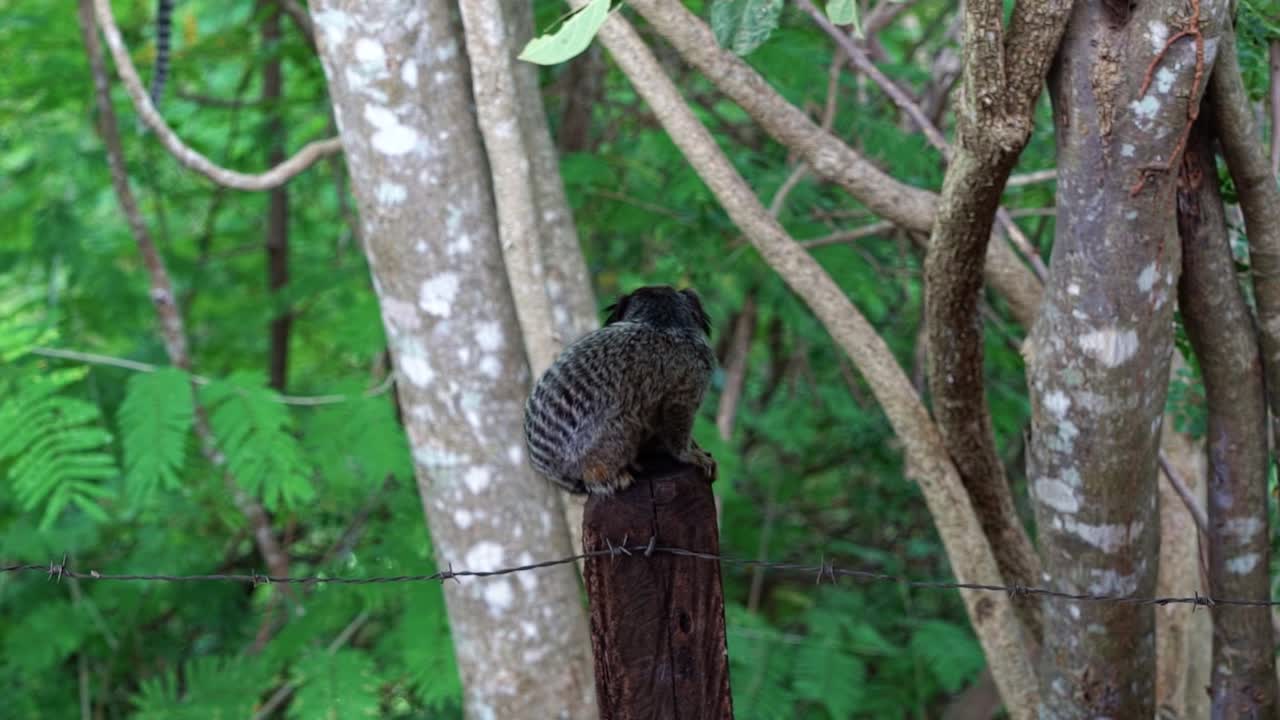 toma en cámara lenta de un adorable tití parado en un poste de madera mirando curiosamente preparándose para saltar en el hermoso parque nacional chapada diamantina en bahia, noreste de brasil