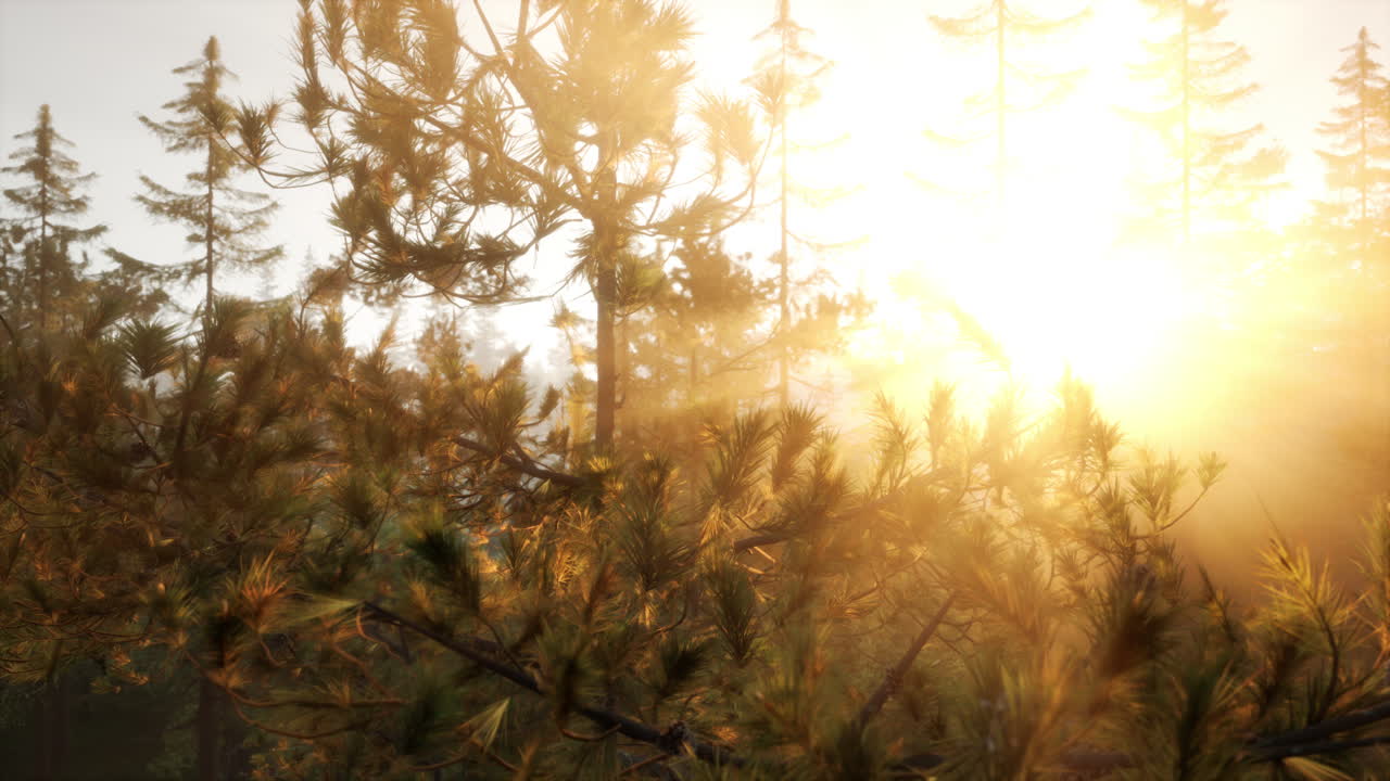 золотой час лесного солнечного света