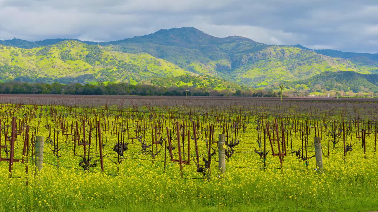 el lapso de tiempo de las nubes creando sombras en el pico de la montaña y el vasto viñedo, con flores de mostaza en flor en el valle de napa, california