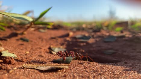 Blattschneiderameisen-Auf-Dem-Savannenboden,-Die-Blätter-Tragen-Und-Eine-Makroaufnahme-Des-Nesteingangs-Erreichen