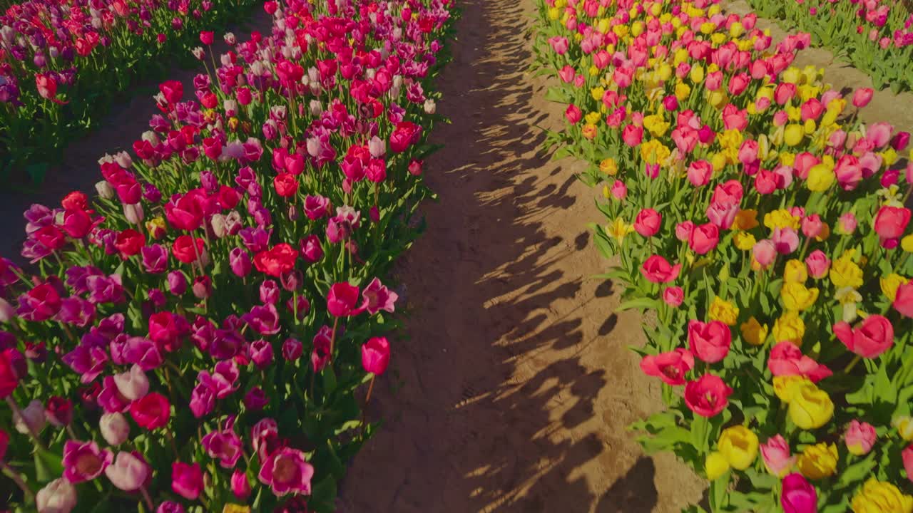 in a row of Dutch tulip farm fields in Netherlands on sunny day with numerous flowers of various colors