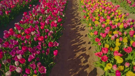 in a row of dutch tulip farm fields in netherlands on sunny day with numerous flowers of various colors