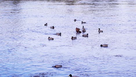 Ein-Paar-Stockenten,-Die-Auf-Dem-Ruhigen-Wasser-In-Der-Nähe-Des-Parks-In-Rumänien-Schwimmen