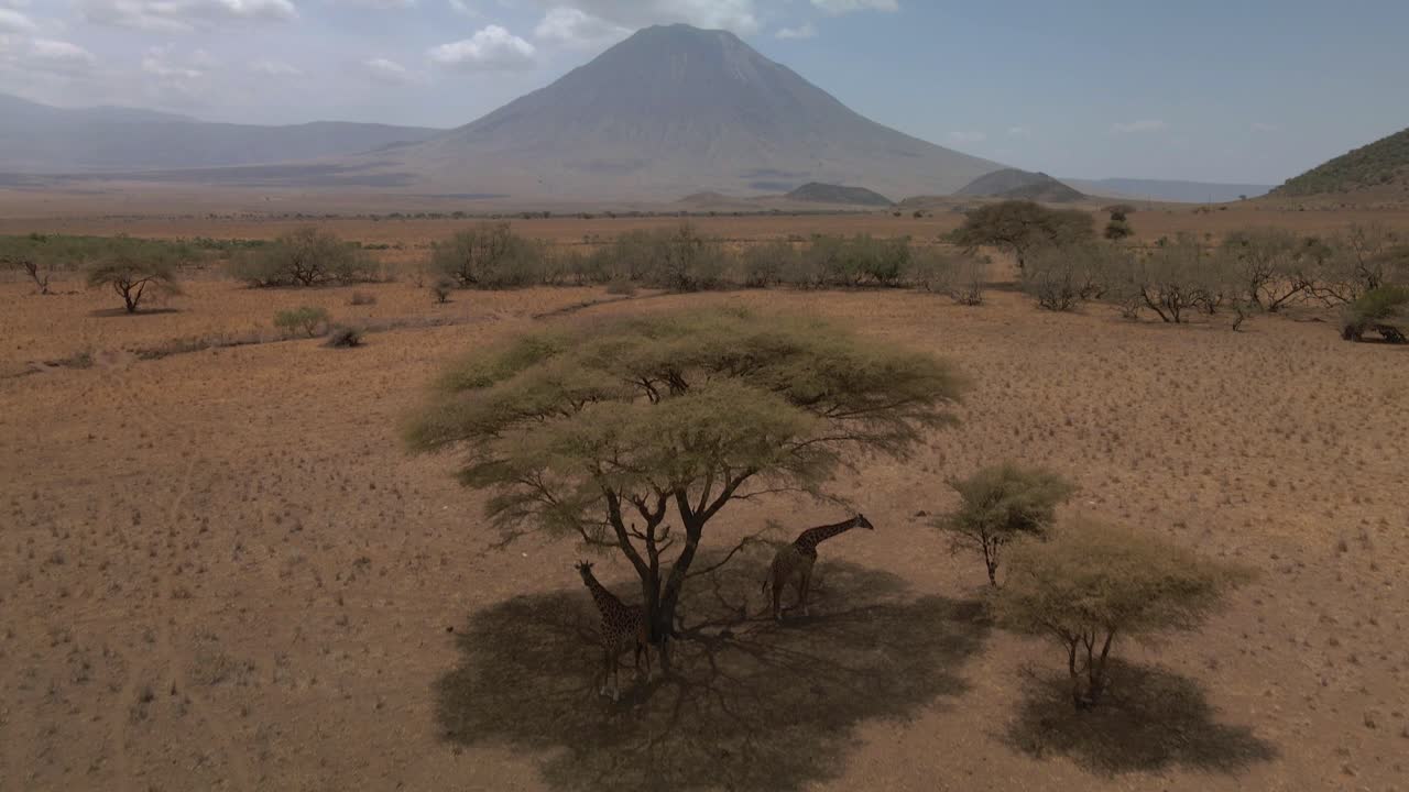 lenta toma aérea reveladora de jirafas bajo un árbol y el ol doinyo lengai