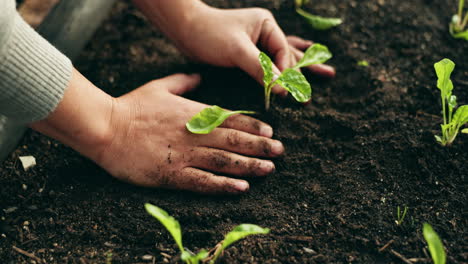 person hands, plants and gardening in fertilizer