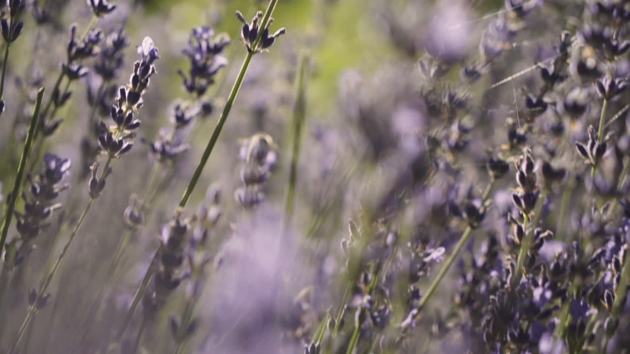Faster gimbal shot from right to left at a lavender field with
a lot of insects moving in the field. The Camera moves a
little bit faster and the chaos of nature is very well
depicted.