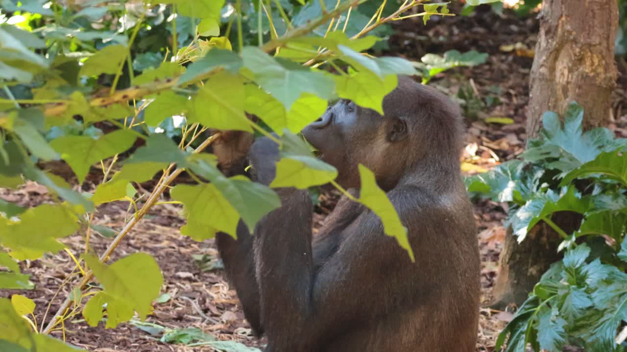 gorila comiendo hojas en un hábitat natural