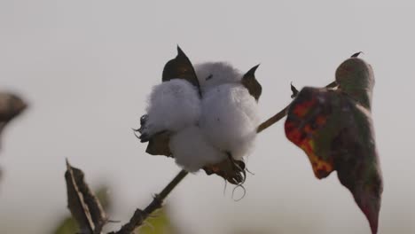 Un-Primer-Plano-Tomado-Con-La-Mano-De-Una-Flor-De-Algodón-En-Una-Tierra-De-Cultivo-Que-Cultiva-Algodón-Capturado-Durante-La-Hora-Dorada