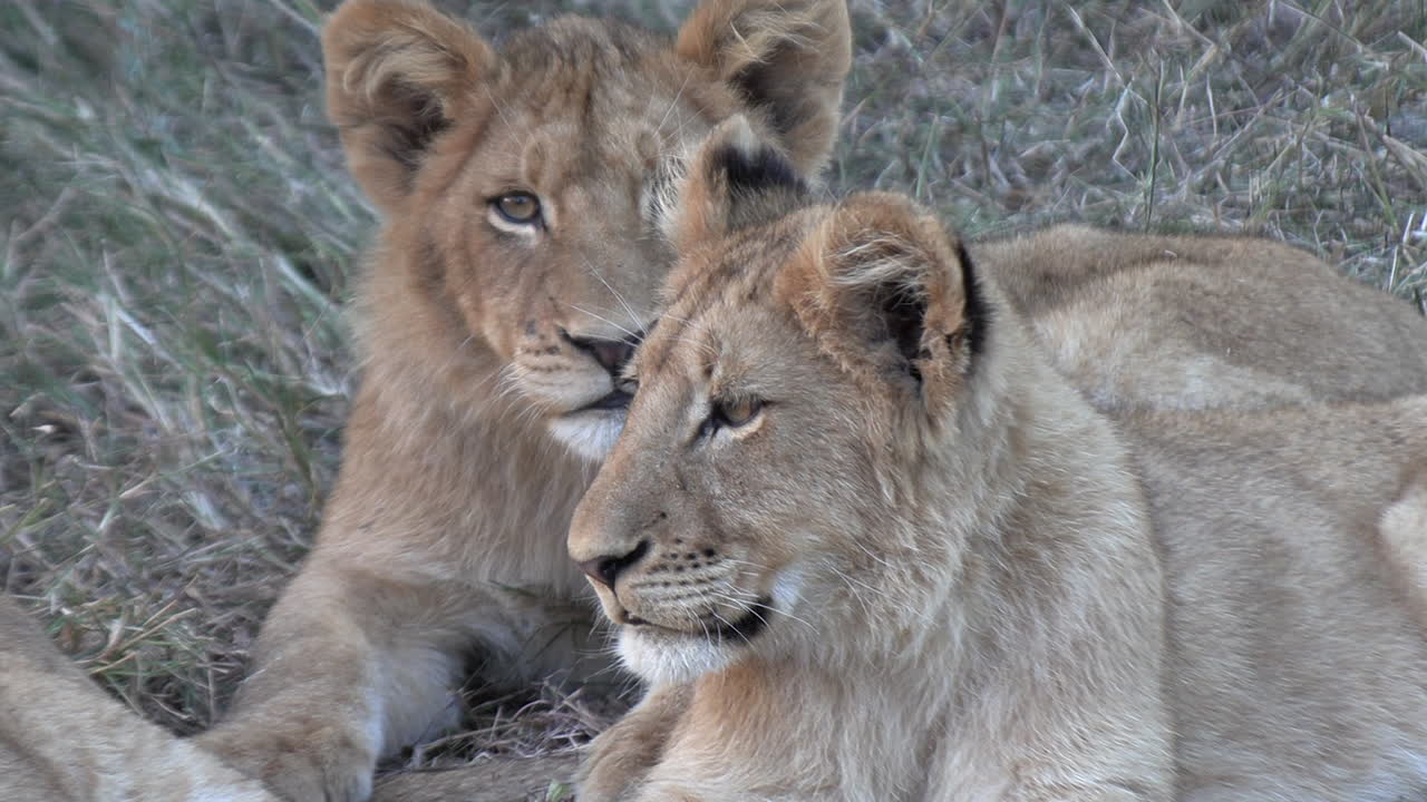 close up zoom in shot van leeuwenkinderen die rusten, kruger national park